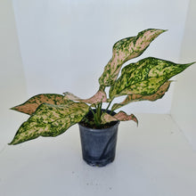 Load image into Gallery viewer, Aglaonema &#39;Pink Snow&#39;