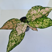 Load image into Gallery viewer, Aglaonema &#39;Pink Snow&#39;