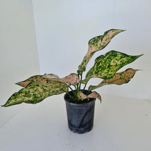 Load image into Gallery viewer, Aglaonema &#39;Pink Snow&#39;