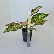 Load image into Gallery viewer, Aglaonema &#39;Pink Snow&#39;