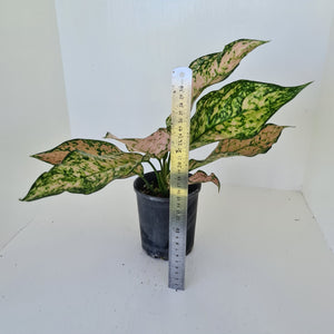 Aglaonema 'Pink Snow'