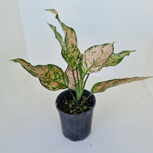 Load image into Gallery viewer, Aglaonema &#39;Pink Snow&#39;