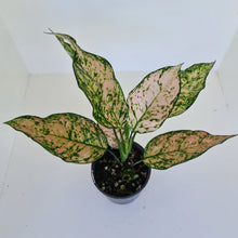 Load image into Gallery viewer, Aglaonema &#39;Pink Snow&#39;