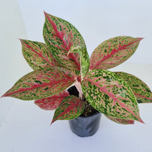 Load image into Gallery viewer, Aglaonema &#39;Ron&#39;s Special&#39;