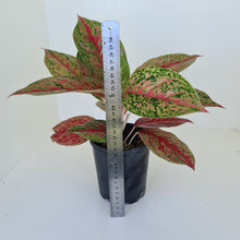 Load image into Gallery viewer, Aglaonema &#39;Ron&#39;s Special&#39;