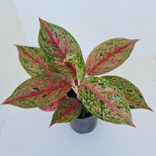Load image into Gallery viewer, Aglaonema &#39;Ron&#39;s Special&#39;