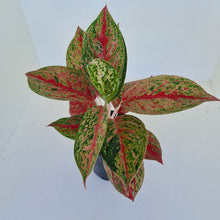 Load image into Gallery viewer, Aglaonema &#39;Ron&#39;s Special&#39;