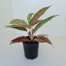 Load image into Gallery viewer, Aglaonema &#39;Ron&#39;s Special&#39;