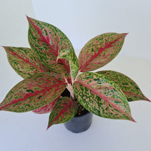 Load image into Gallery viewer, Aglaonema &#39;Ron&#39;s Special&#39;