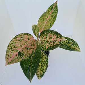 Aglaonema 'Strip Tease'