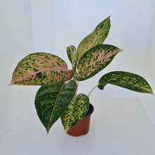 Load image into Gallery viewer, Aglaonema &#39;Strip Tease&#39;