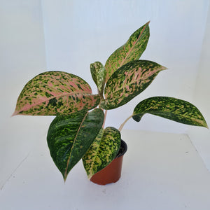 Aglaonema 'Strip Tease'