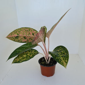 Aglaonema 'Strip Tease'