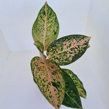 Load image into Gallery viewer, Aglaonema &#39;Strip Tease&#39;