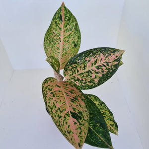 Aglaonema 'Strip Tease'