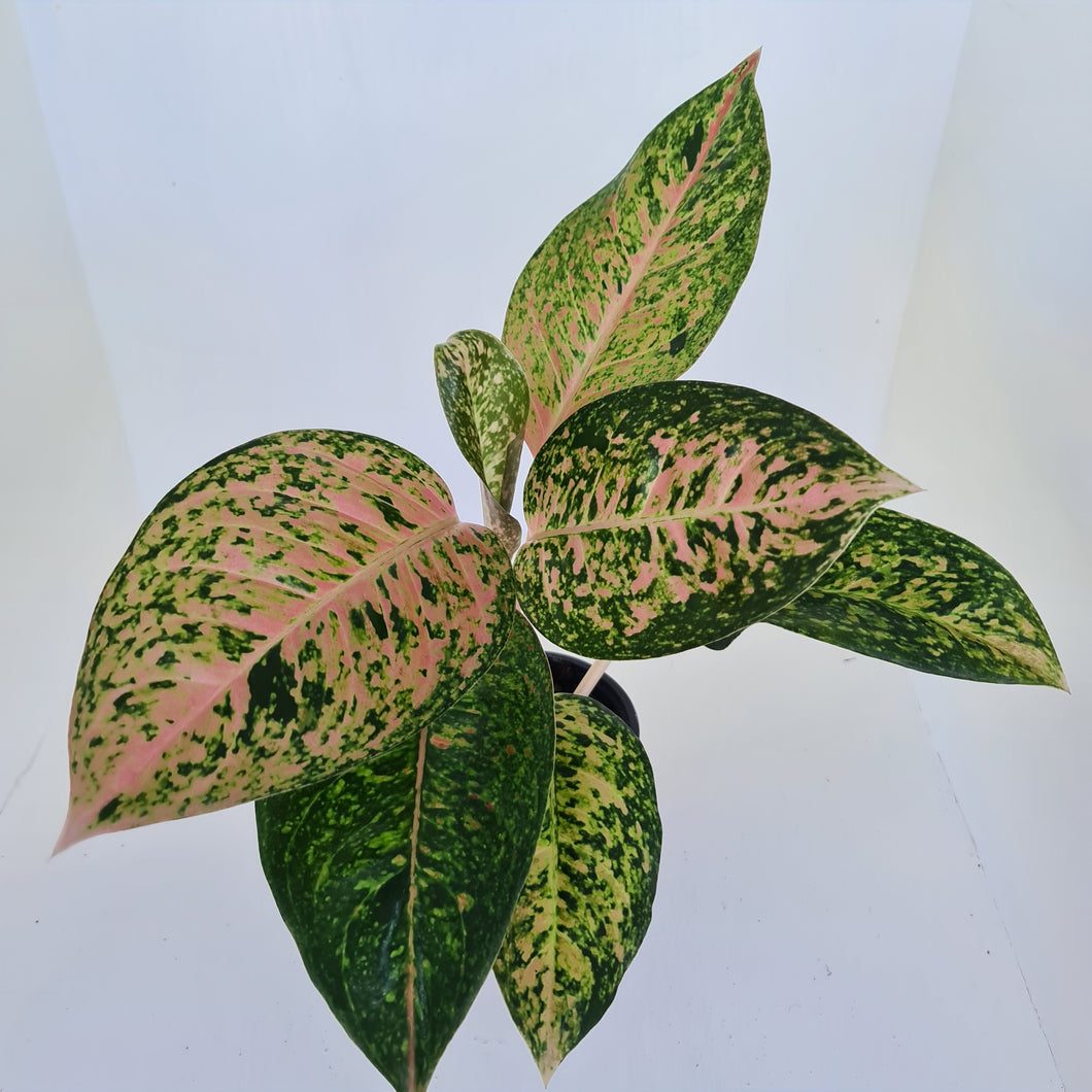 Aglaonema 'Strip Tease'