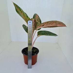 Aglaonema 'Strip Tease'