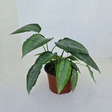 Load image into Gallery viewer, Schismatoglottis Silver - Multiple in pot