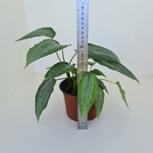 Load image into Gallery viewer, Schismatoglottis Silver - Multiple in pot