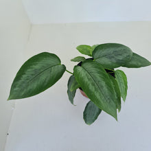 Load image into Gallery viewer, Schismatoglottis Silver - Multiple in pot