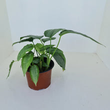 Load image into Gallery viewer, Schismatoglottis Silver - Multiple in pot