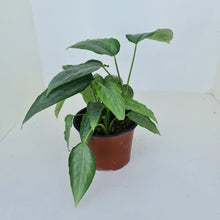 Load image into Gallery viewer, Schismatoglottis Silver - Multiple in pot