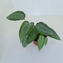 Load image into Gallery viewer, Schismatoglottis Silver - Multiple in pot