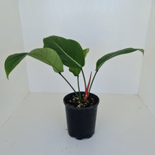 Load image into Gallery viewer, Philodendron Geniculatum