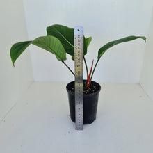Load image into Gallery viewer, Philodendron Geniculatum