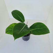 Load image into Gallery viewer, Philodendron Geniculatum