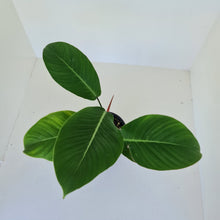 Load image into Gallery viewer, Philodendron Geniculatum