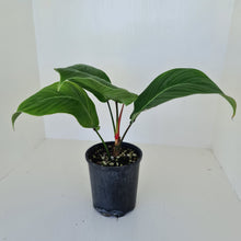 Load image into Gallery viewer, Philodendron Geniculatum