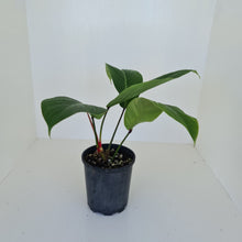 Load image into Gallery viewer, Philodendron Geniculatum