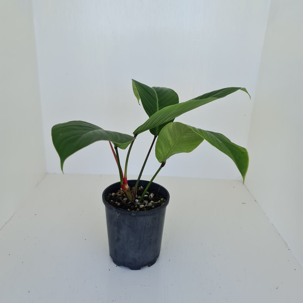 Philodendron Geniculatum