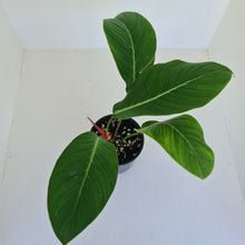 Load image into Gallery viewer, Philodendron Geniculatum
