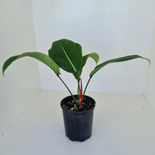 Load image into Gallery viewer, Philodendron Geniculatum