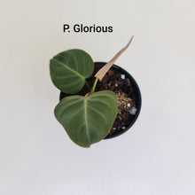 Load image into Gallery viewer, PHILODENDRON PACKAGE - 6 x Plants