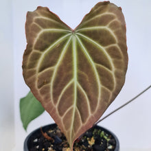 Load image into Gallery viewer, Large Anthurium Magnificum Hybrid - Well rooted/establish tip cutting