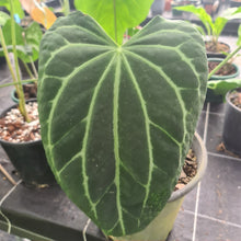 Load image into Gallery viewer, 10 x Anthurium Magnificum hybrid x seeds