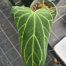 Load image into Gallery viewer, 10 x Anthurium Magnificum hybrid x seeds