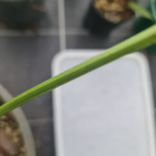 Load image into Gallery viewer, 10 x Anthurium Magnificum hybrid x seeds