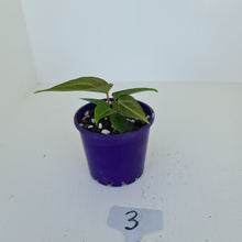 Load image into Gallery viewer, #3 Anthurium Magnificum Hybrid x - Seedling - 2 x heads