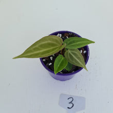 Load image into Gallery viewer, #3 Anthurium Magnificum Hybrid x - Seedling - 2 x heads