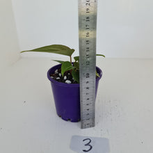 Load image into Gallery viewer, #3 Anthurium Magnificum Hybrid x - Seedling - 2 x heads