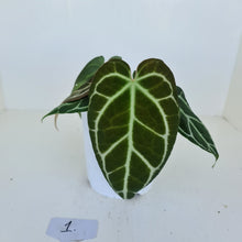 Load image into Gallery viewer, #1 Anthurium Crystallinum Hybrid - 2 heads