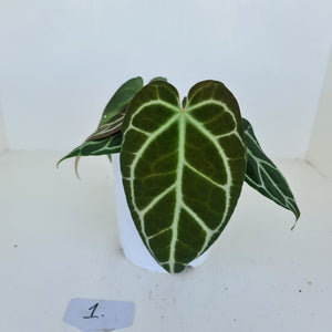 #1 Anthurium Crystallinum Hybrid - 2 heads