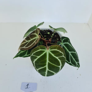 #1 Anthurium Crystallinum Hybrid - 2 heads