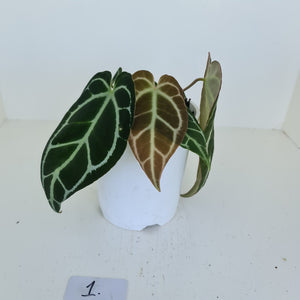 #1 Anthurium Crystallinum Hybrid - 2 heads