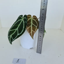 Load image into Gallery viewer, #1 Anthurium Crystallinum Hybrid - 2 heads