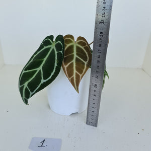 #1 Anthurium Crystallinum Hybrid - 2 heads